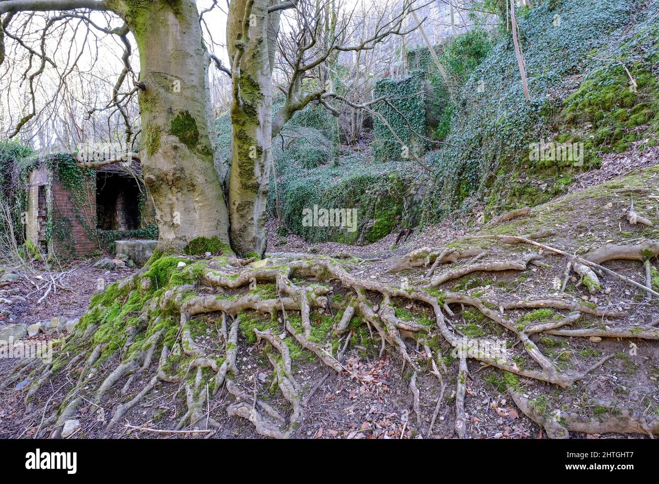 Un primo piano di radici di alberi intrecciati e pareti ricoperti di edera travestimenti abbandonati, edifici in cava di mattoni vicino a Hope, Derbyshire. Foto Stock