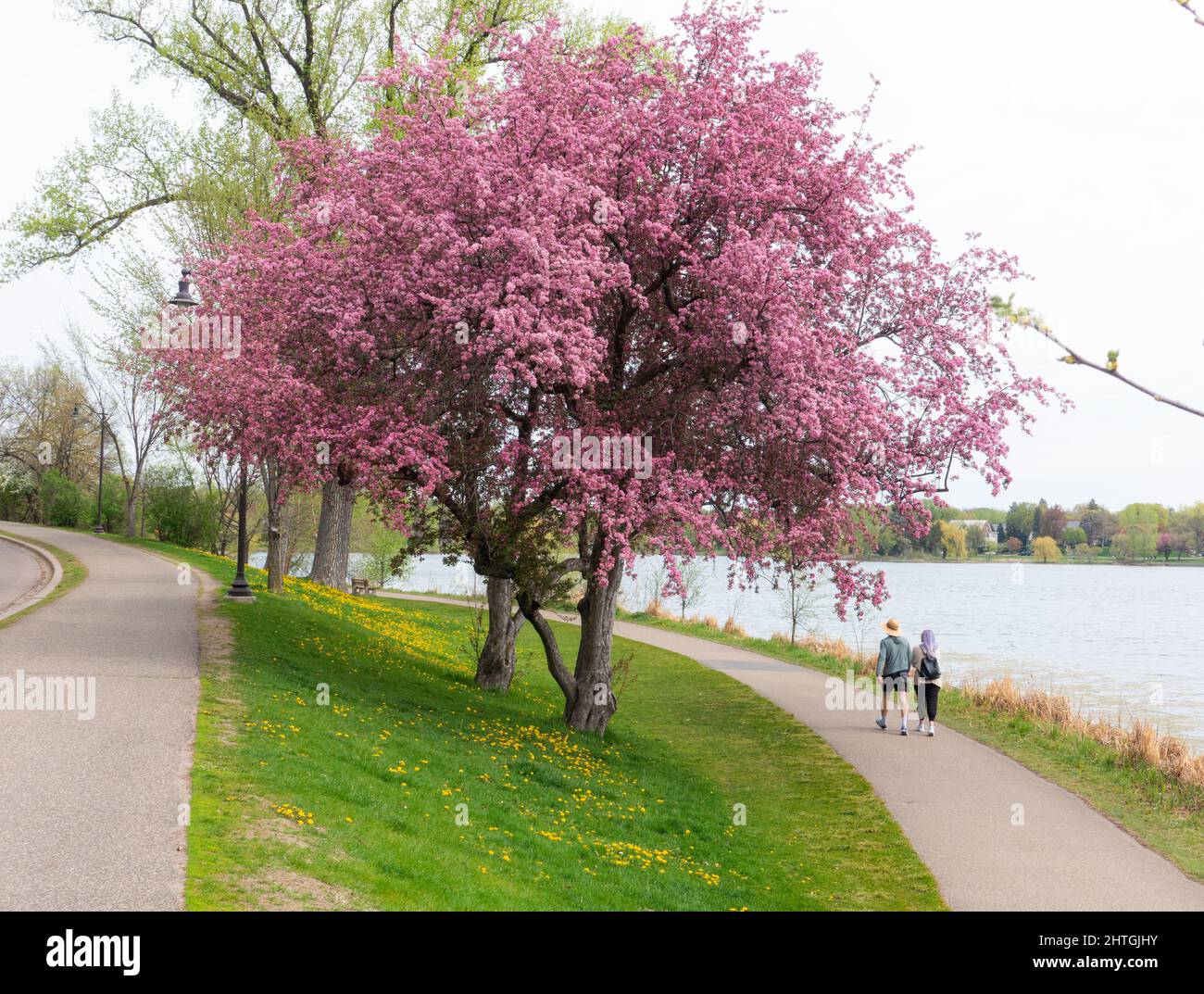 Coppia godendo una passeggiata intorno al lago delle isole sotto un albero di frutta bello in fiore. Minneapolis Minnesota, Stati Uniti Foto Stock