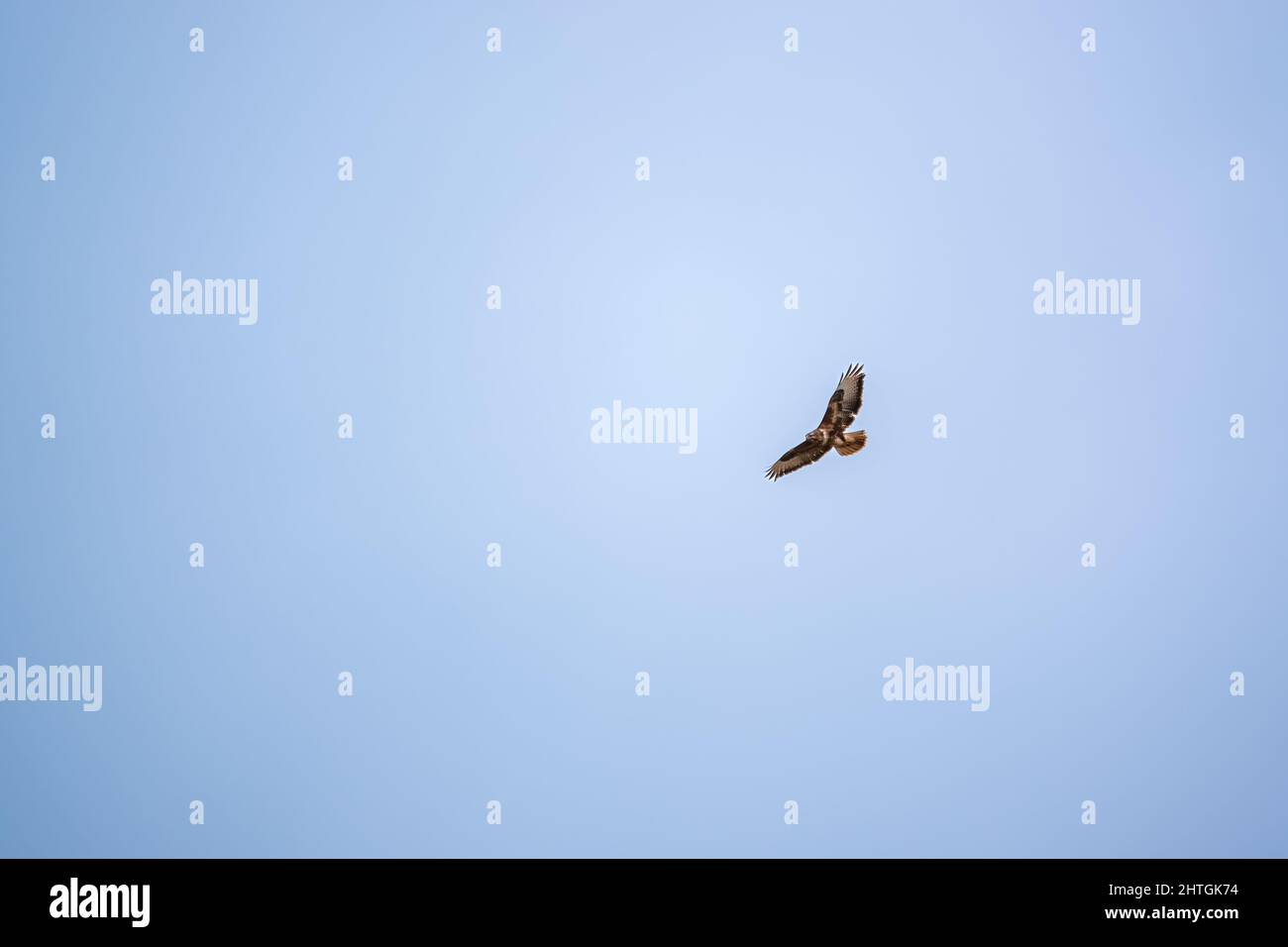 Una buzzard (Buteo buteo) in volo senza sforzo in un cielo blu chiaro al belvedere per preda o carrione Foto Stock