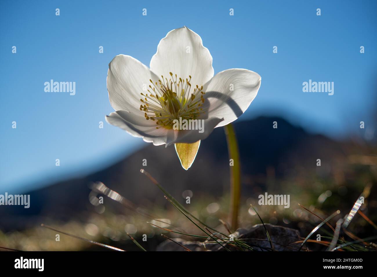 Fioritura di hellebore nei boschi Foto Stock