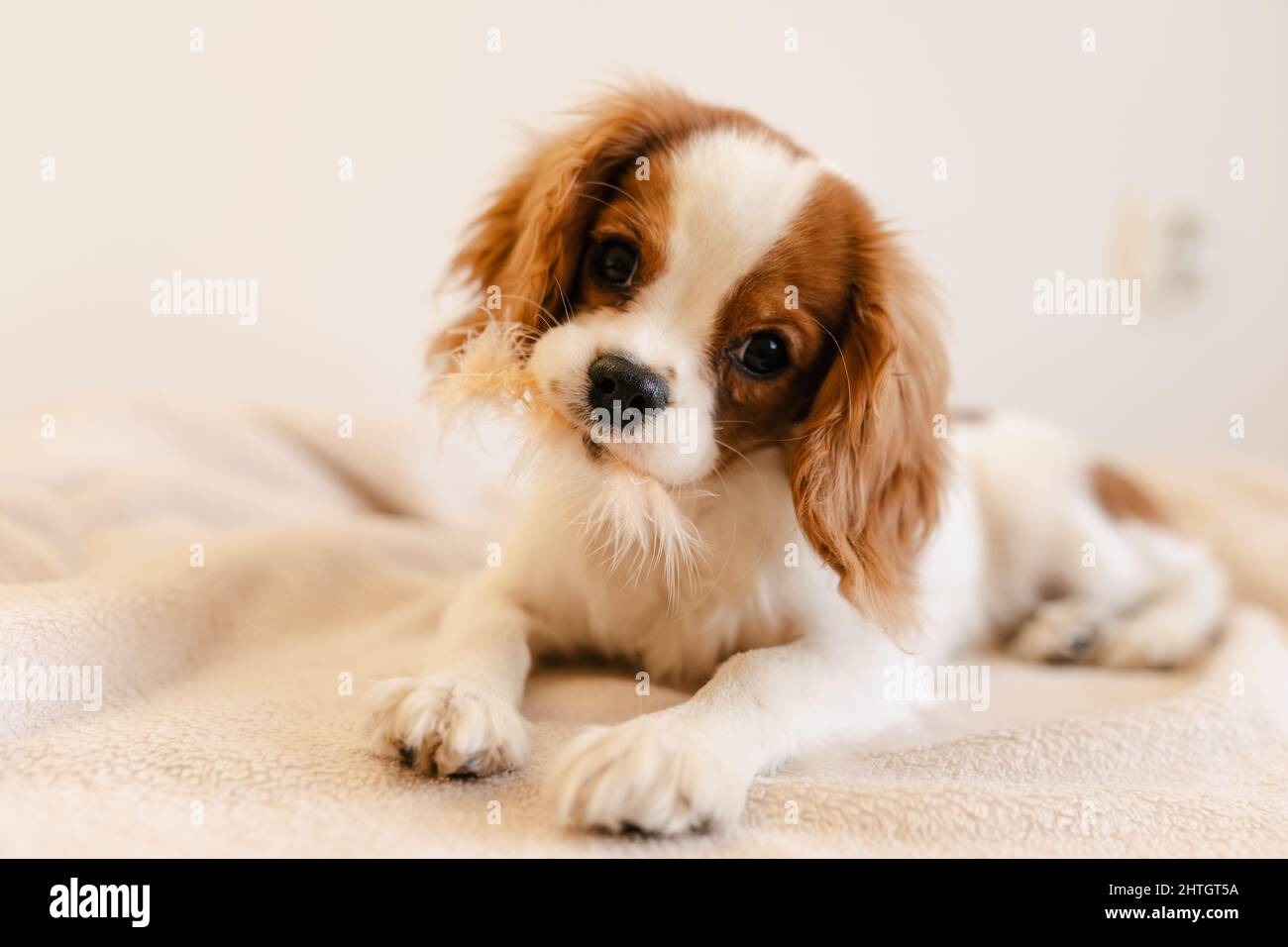 Carino cane Ritratto posa su Plaid. Re Charles Spaniel che posava guardando la macchina fotografica Foto Stock