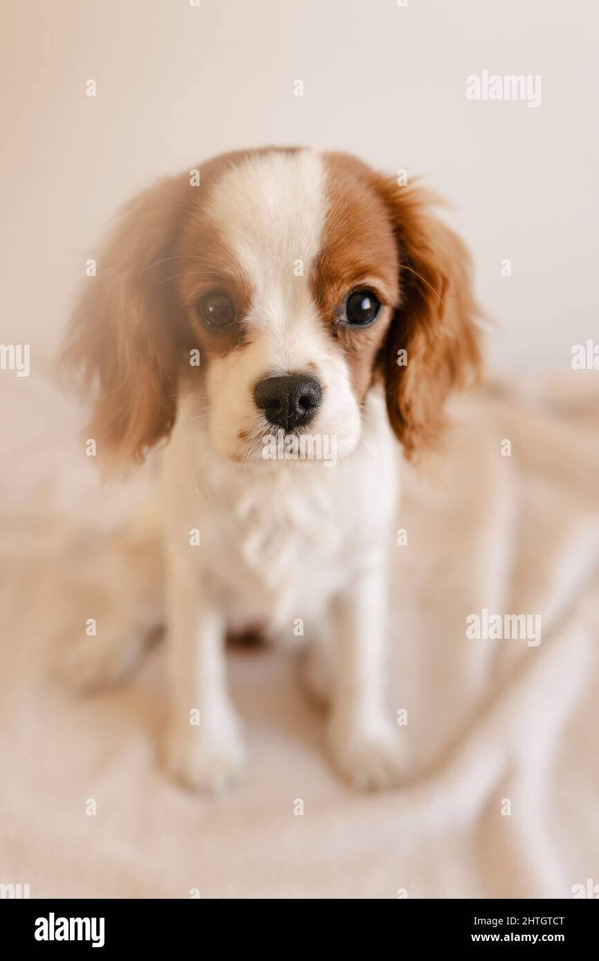Carino cane seduto su Plaid e guardando alla fotocamera. Re Charles Spaniel isolato Foto Stock