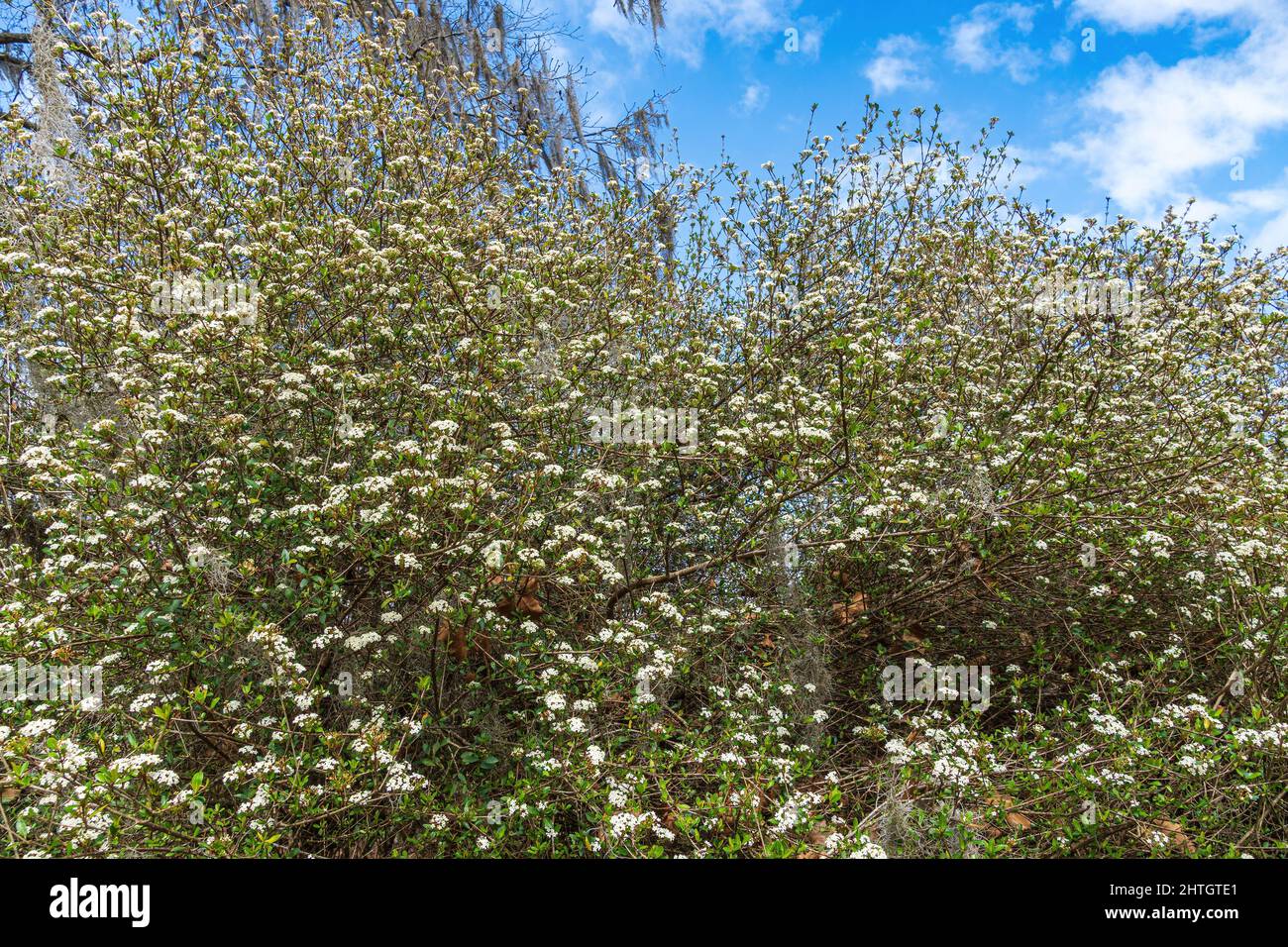 Viburnum a foglia piccola (Viburnum obovatum) - Ocala, Florida, USA Foto Stock