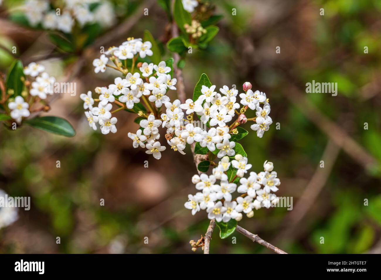 Fiori di viburnum a foglia piccola (Viburnum obovatum) - Ocala, Florida, USA Foto Stock