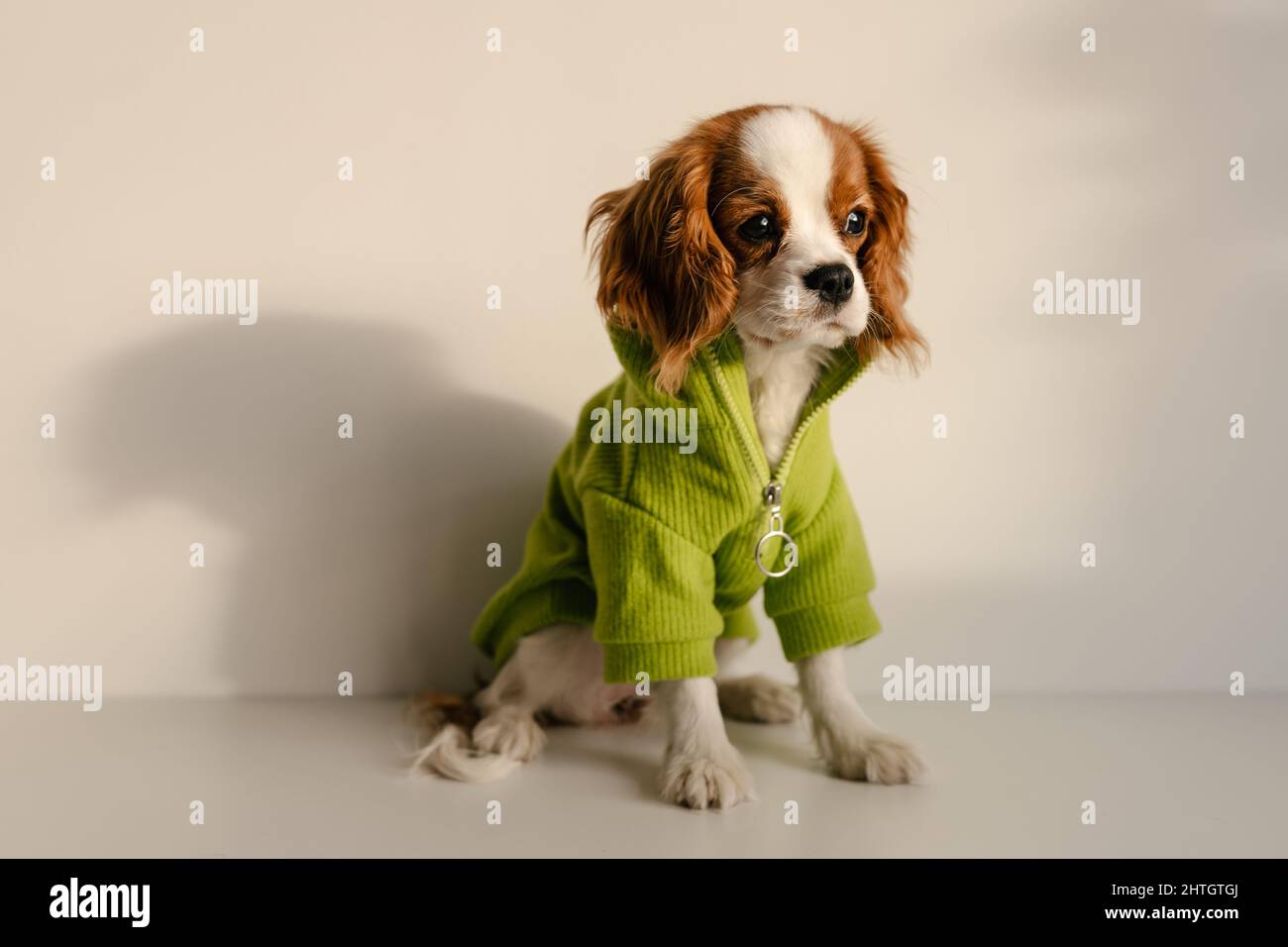 Cute Dog seduta con abito verde. Re Charles Spaniel in posa a tavola Foto Stock