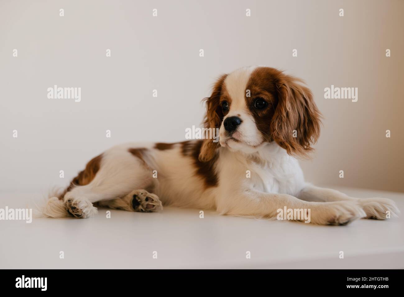 Carino ritratto del cane che posa sul tavolo. Re Charles Spaniel steso a fianco Foto Stock