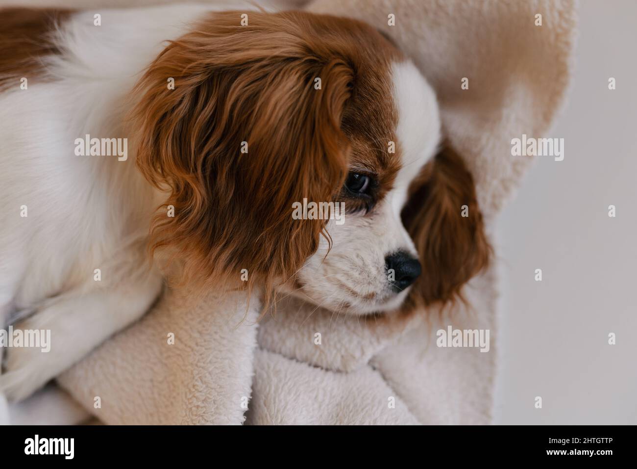 Carino cane ritratto Sleepy posa su Plaid. Re Carlo Spaniel posa Foto Stock