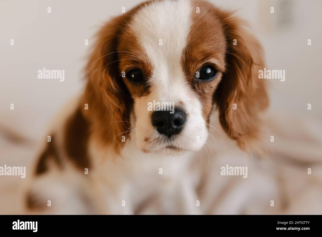 Carino cane seduto su Plaid e guardando alla fotocamera. Re Charles Spaniel isolato Foto Stock