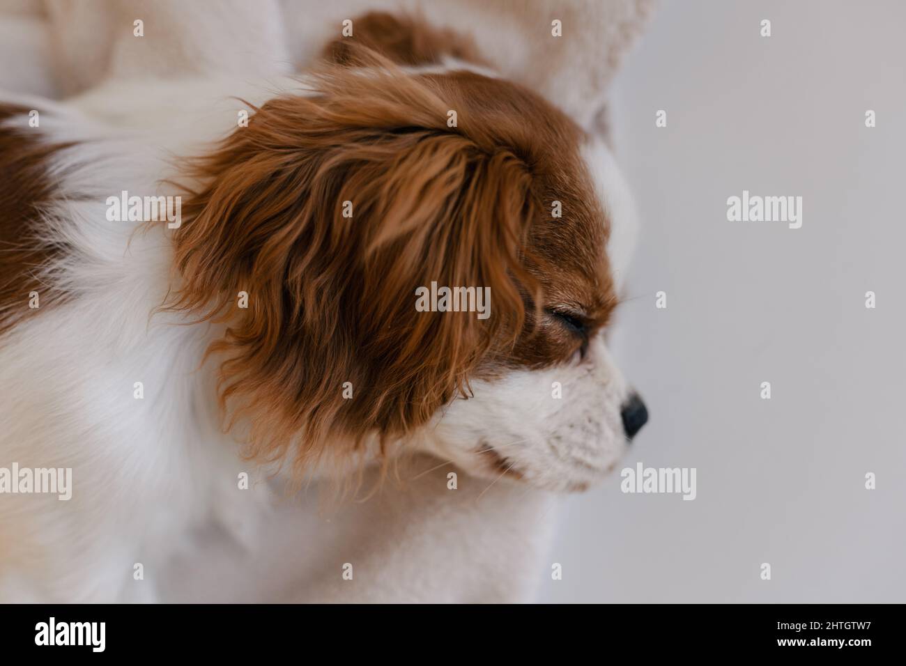 Carino cane ritratto Sleepy posa su Plaid. Re Carlo Spaniel posa Foto Stock