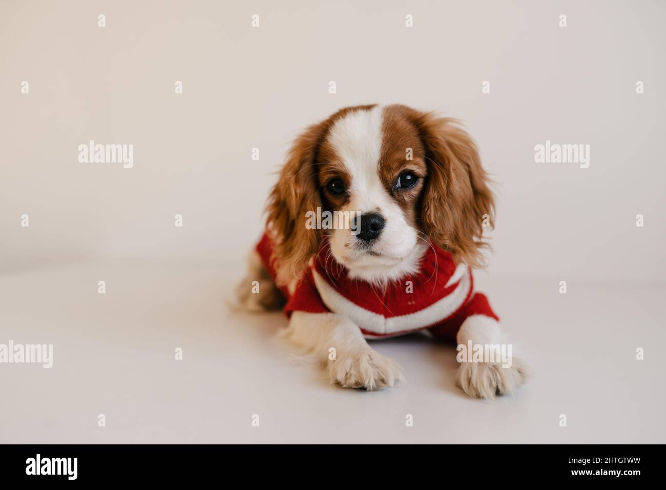 Carino ritratto di cane che indossa abito rosso. Re Charles Spaniel che posava guardando la macchina fotografica Foto Stock