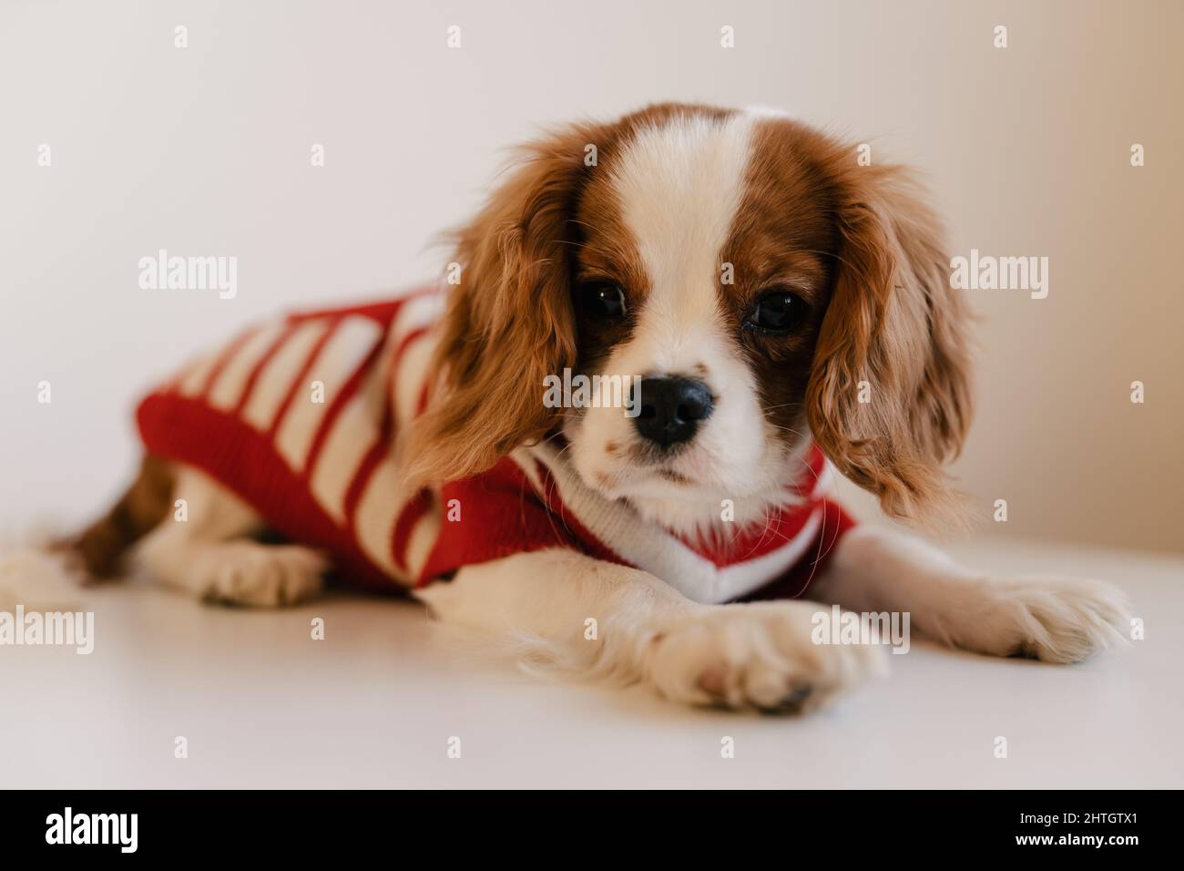 Carino ritratto di cane che indossa abito rosso. Re Charles Spaniel che posava guardando la macchina fotografica Foto Stock