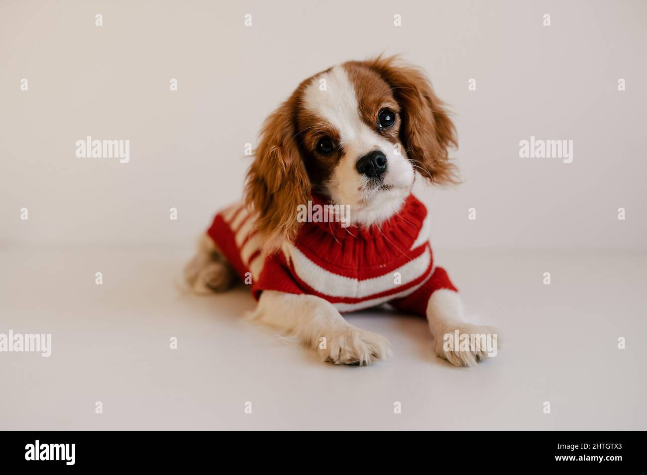 Carino ritratto di cane che indossa abito rosso. Re Charles Spaniel che posava guardando la macchina fotografica Foto Stock