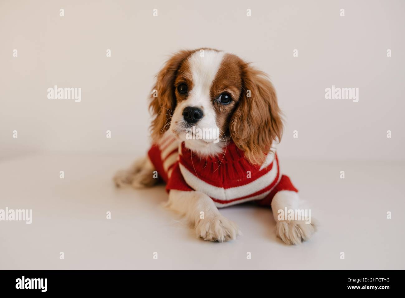Carino ritratto di cane che indossa abito rosso. Re Charles Spaniel che posava guardando la macchina fotografica Foto Stock