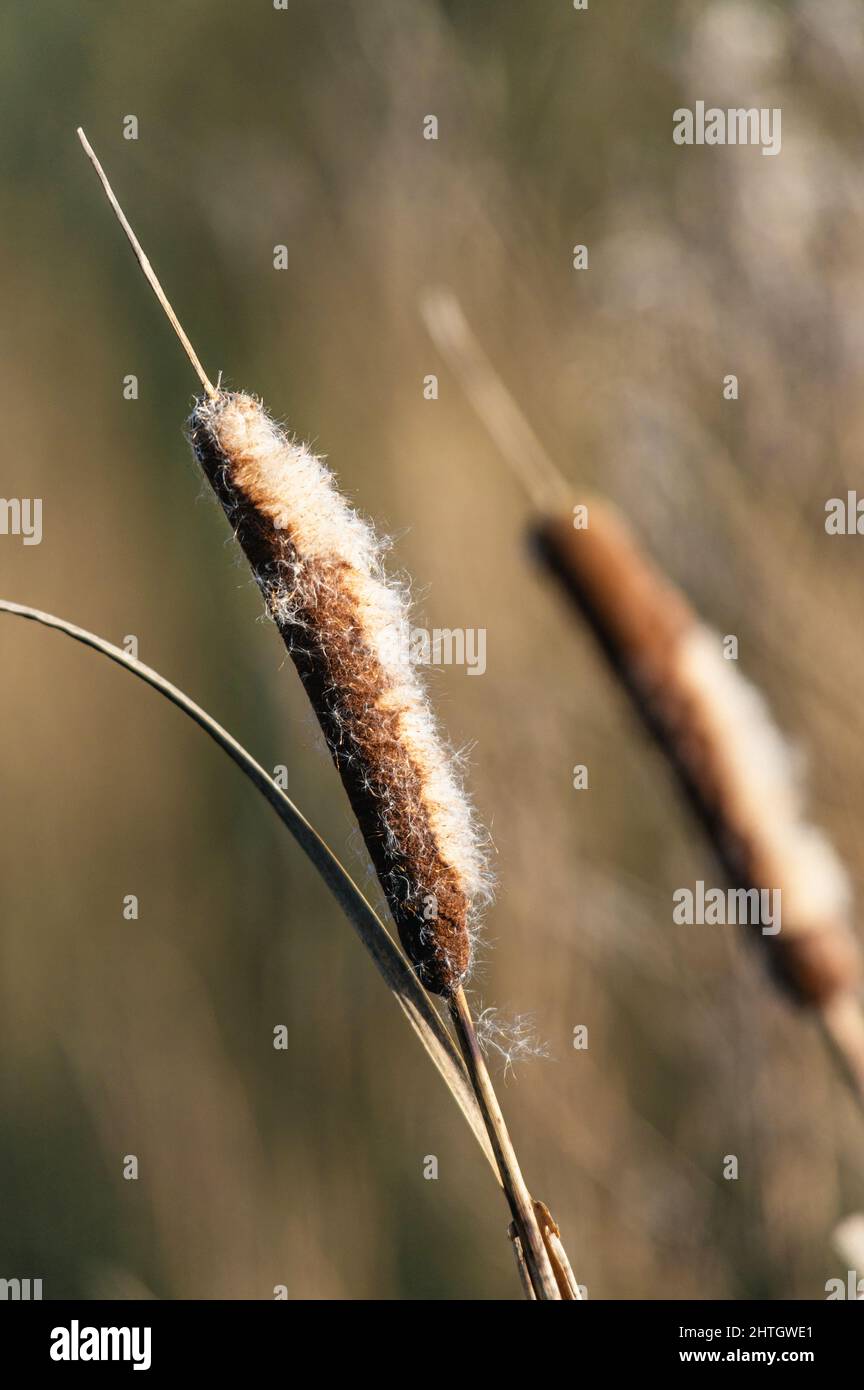 Cattail comune o a foglia larga Cattail, Typha latifolia, torrush in inverno Foto Stock