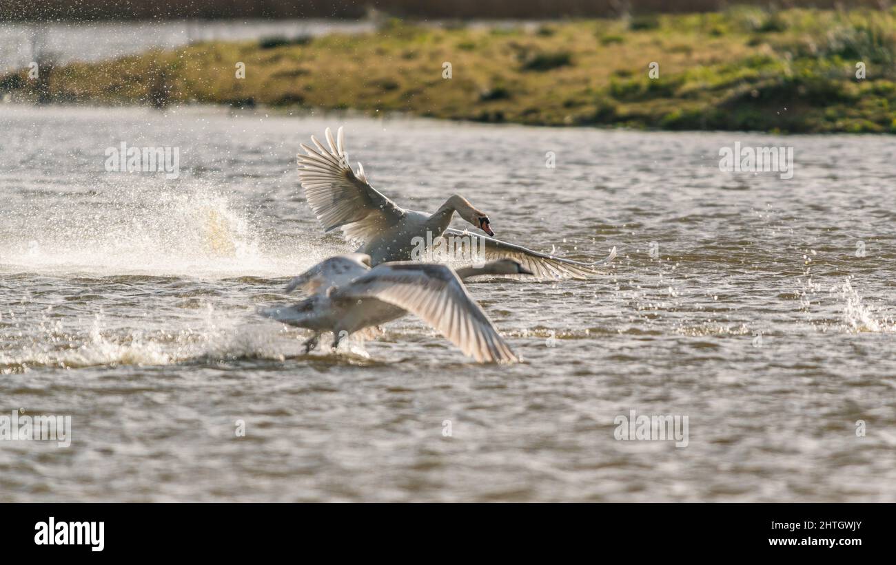 Mute Swan, Cygnus olor, splash Swans in azione di combattimento e dinamica Foto Stock