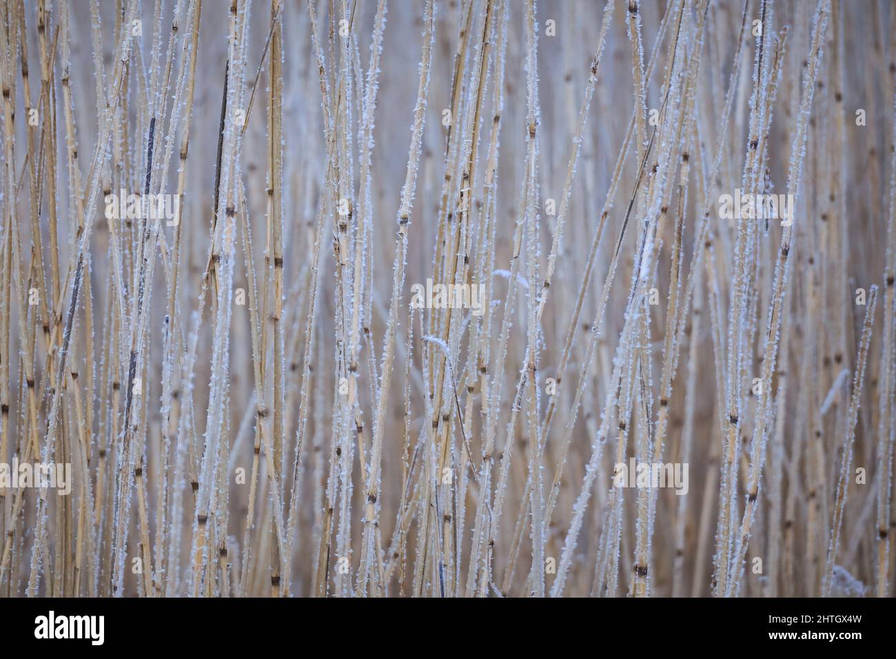 Steli di canne secche ricoperte di gelo in una gelata giornata invernale, sfondo naturale Foto Stock