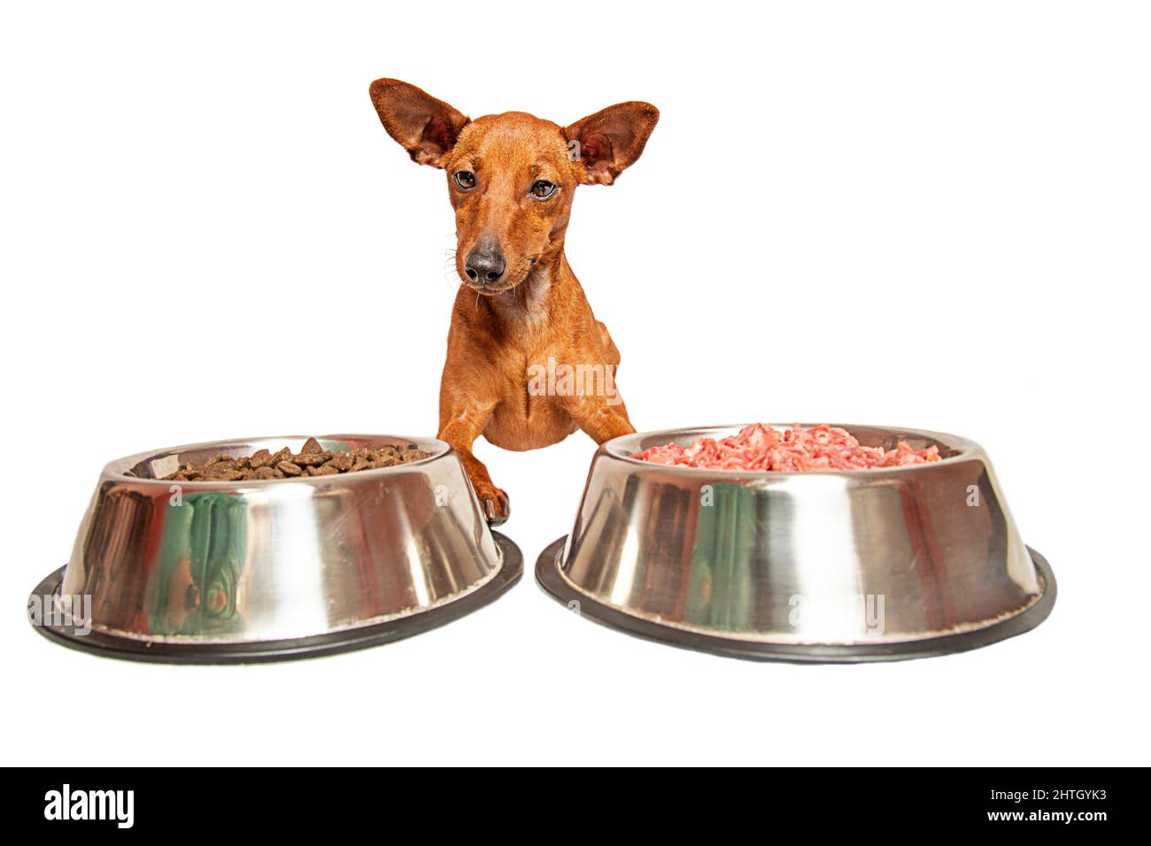 Un piccolo cane si trova accanto a due ciotole: Con cibo secco e carne su sfondo bianco. Isolare. Prendersi cura di un animale domestico. Scelta. Cibo sano per gli animali. Foto Stock