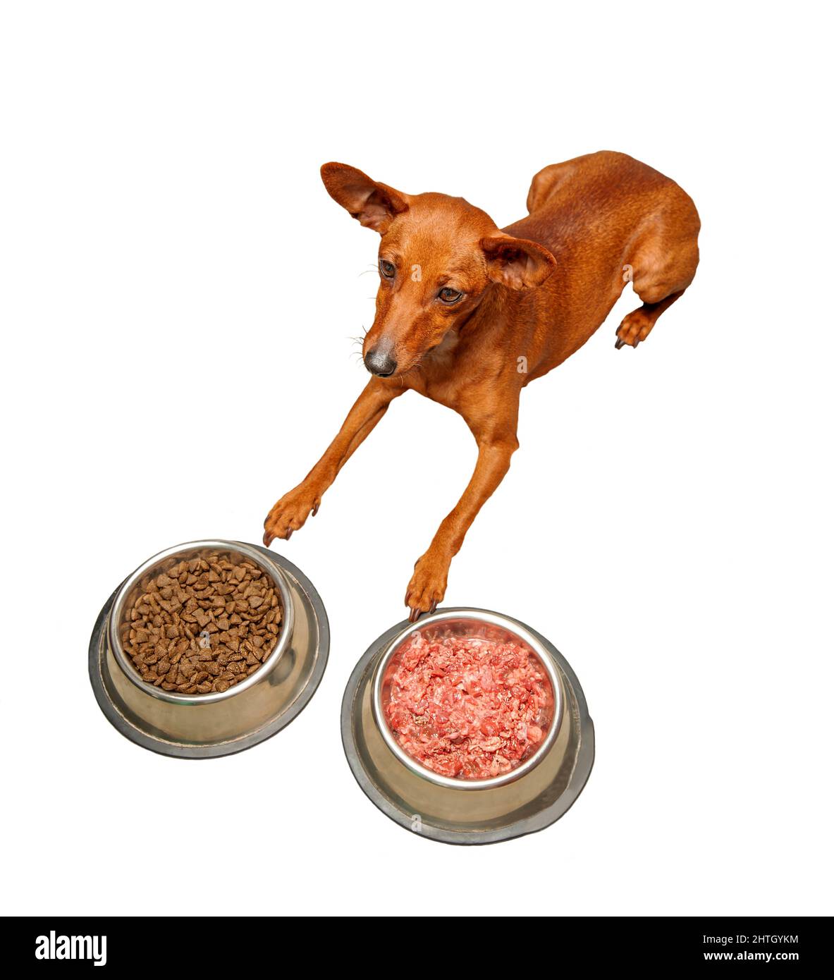 Il cane si trova tra due ciotole di cibo secco e carne su sfondo bianco. Isolare. Selezione di alimenti per animali domestici. Cibo sano per gli animali. Foto Stock
