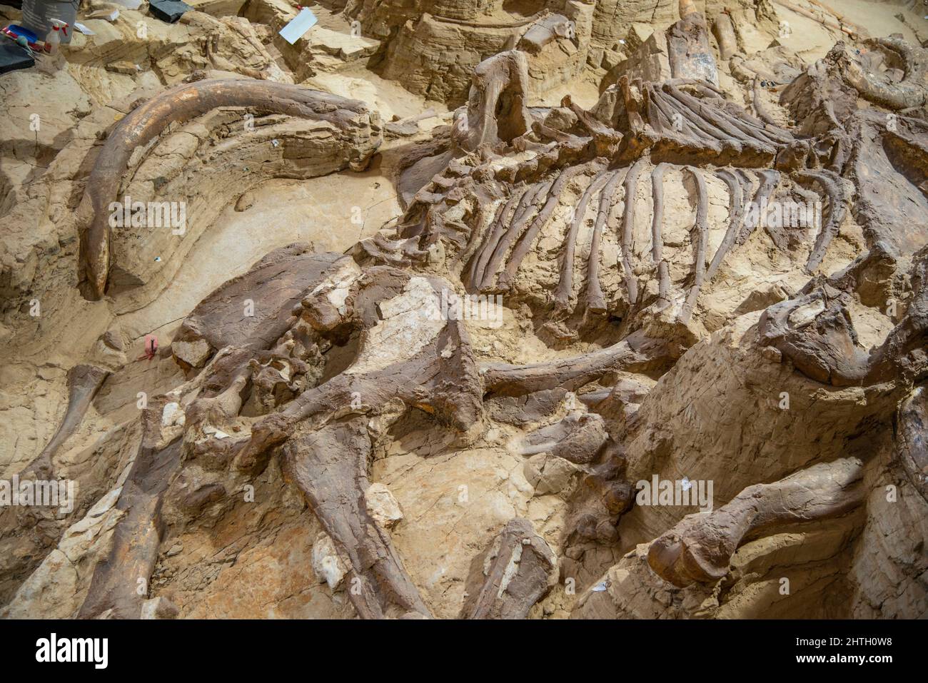 Corpo fossile di un mammut a Hot Springs, South Dakota Foto Stock