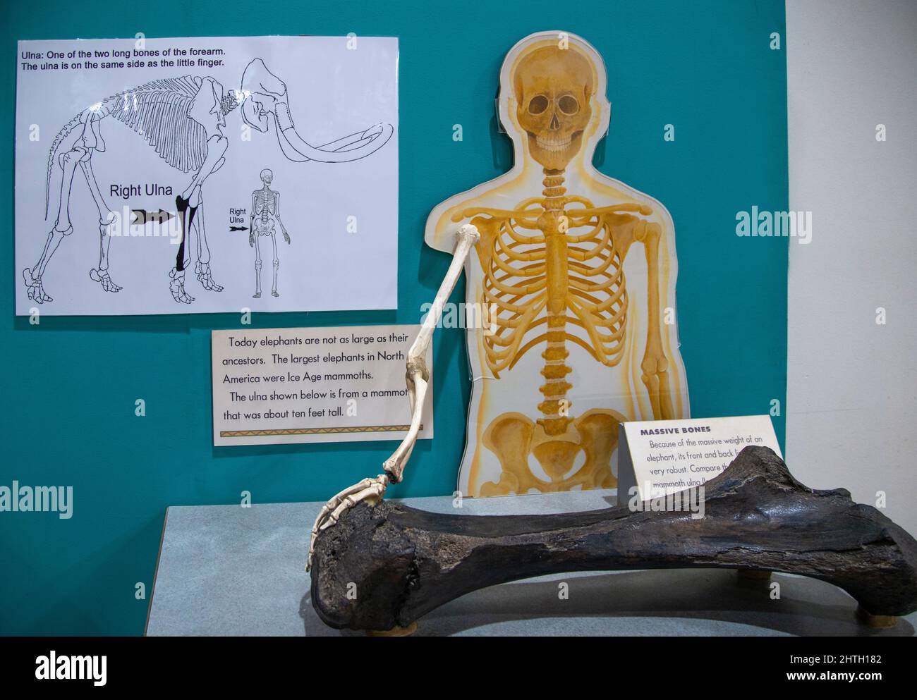 mostra la concomitanza di un osso ulna umano ad un osso ulna mammut Foto Stock