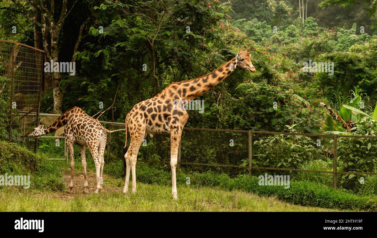 Coppia di giovani giraffe pascolo al Taman Safari Indonesia, Bogor. Foto Stock