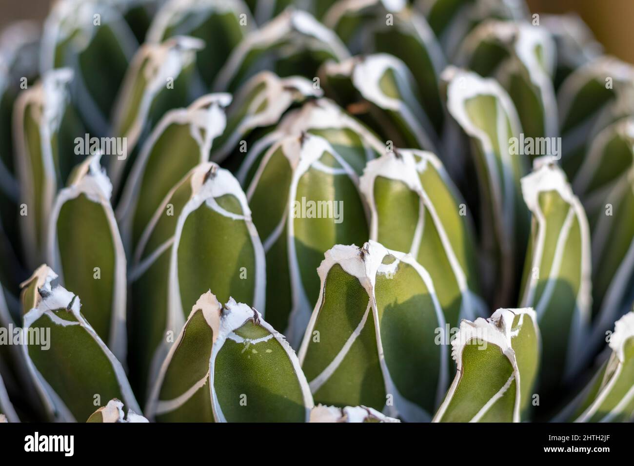 Agave reale con foglie geometriche Foto Stock