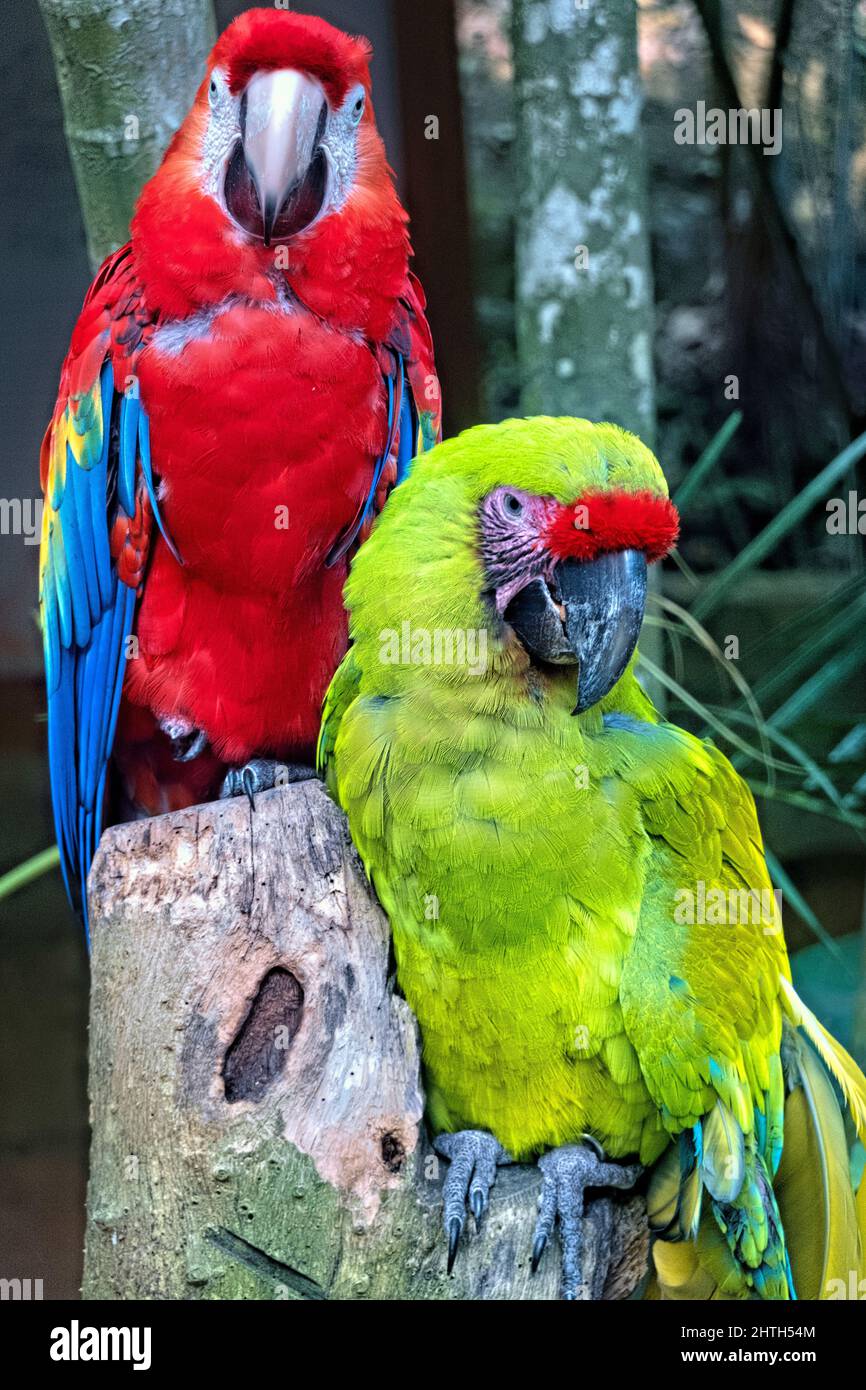 Grande macaw verde e scarlatto macaw, Copan, Honduras Foto Stock