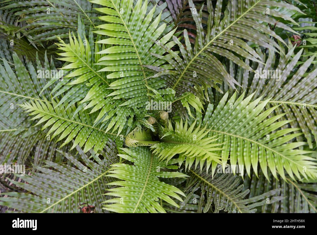 Primo piano dei bellissimi modelli di foglie di felce verdi Foto Stock
