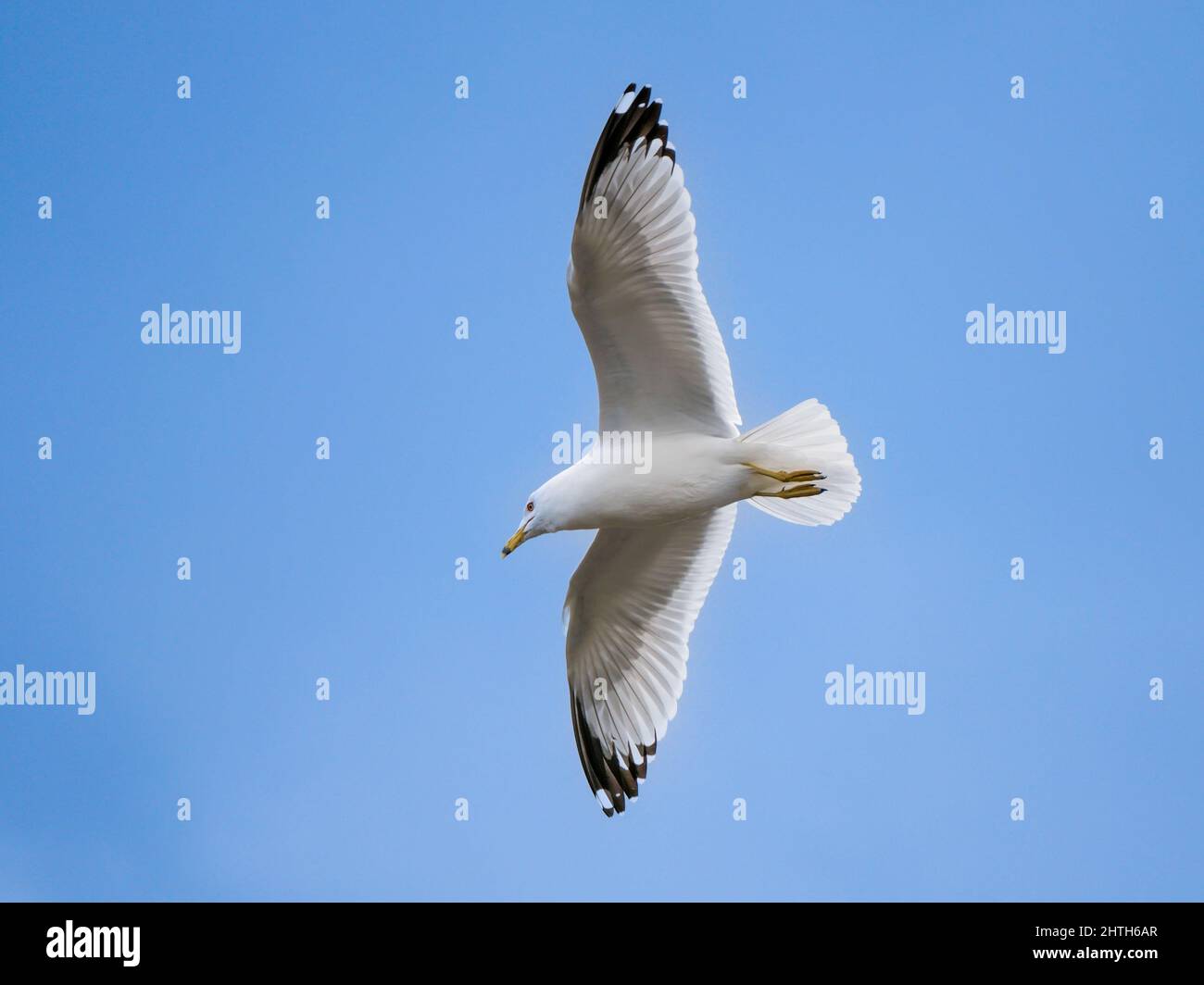Gabbiano volante con ampie ali aperte. Foto Stock