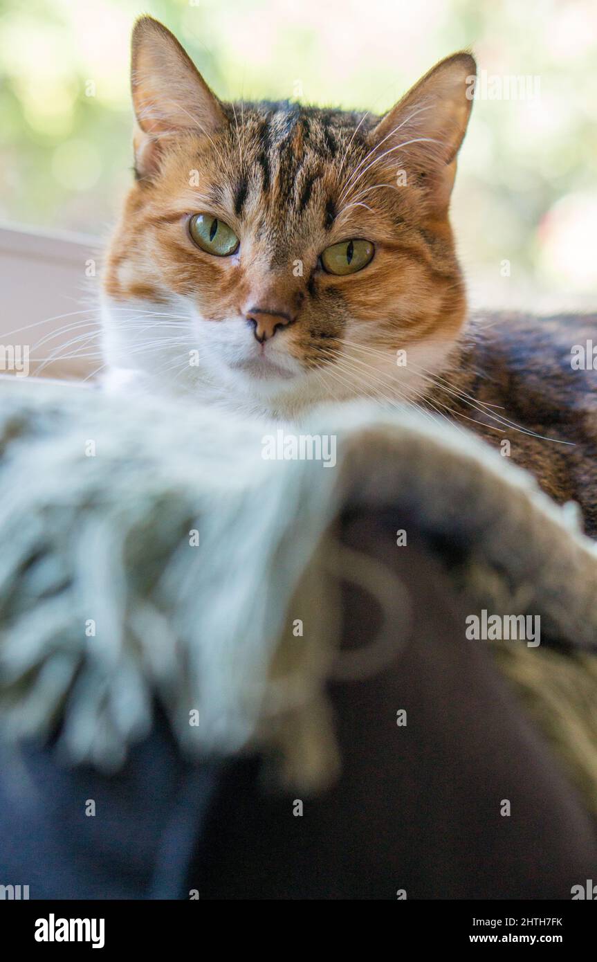 gatto tabby adagiato su coperte nel ritratto della finestra Foto Stock