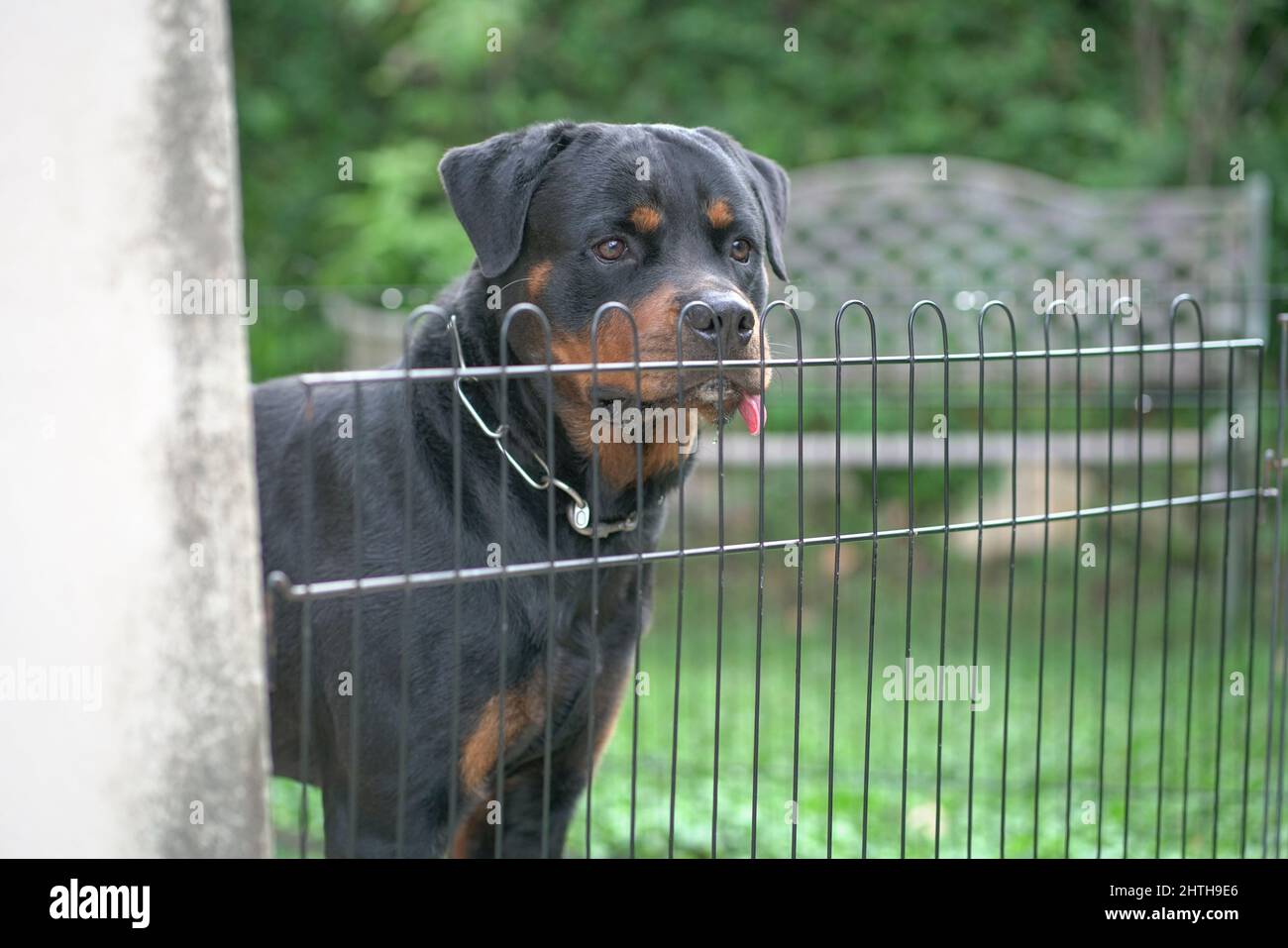 Ritratto del Rottweiler del cane dietro la recinzione. Cane di guardia o concetto di sicurezza. Foto Stock