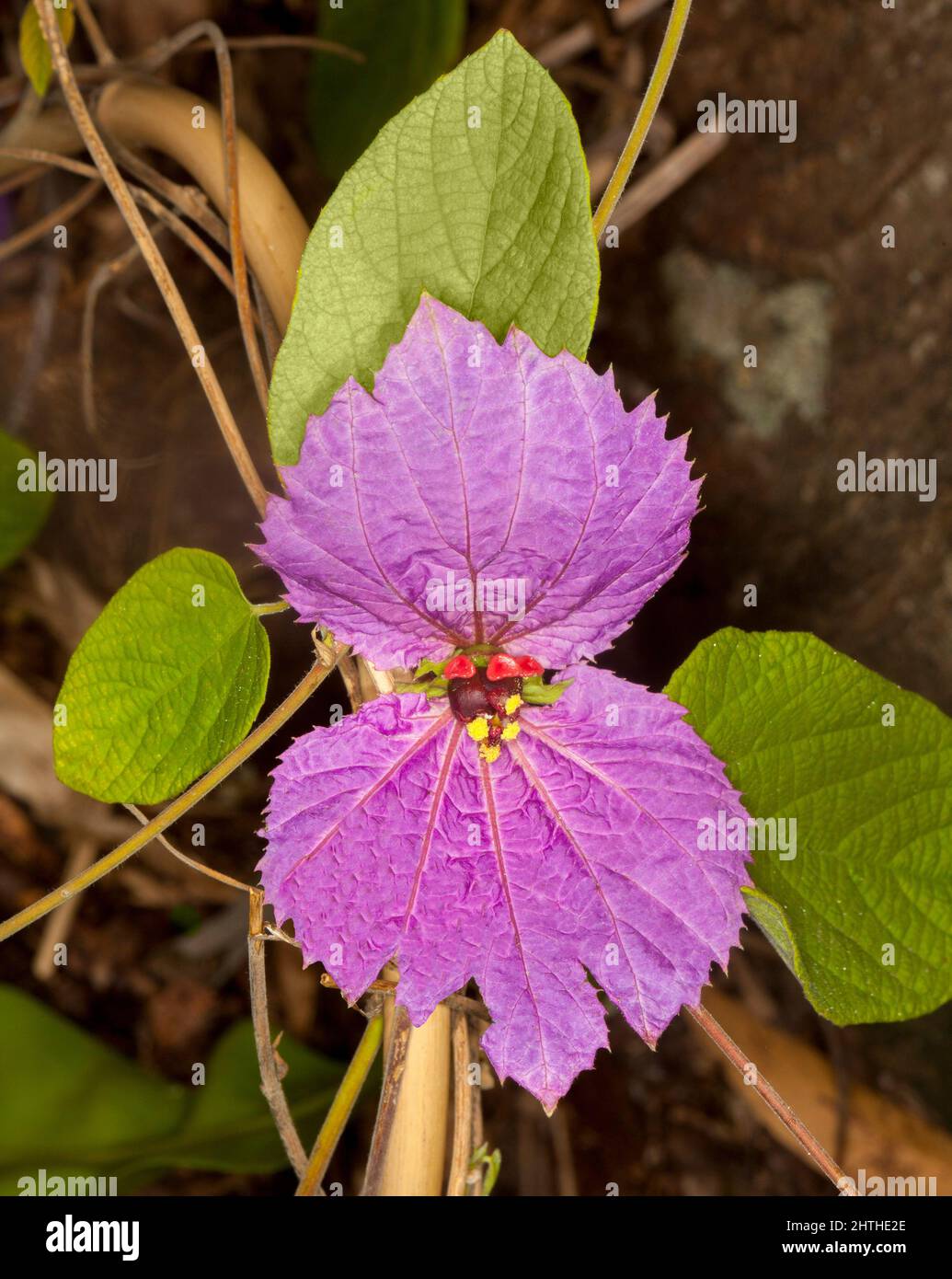 Insolito fiore viola / rosa e foglie verdi di rampicante pianta / vite, Dalechamzia aristolochiifolia, Seta Crepe fiore Foto Stock