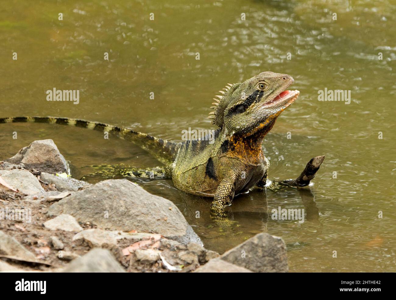 Eastern Water Dragon Lizard, Intellagama lesueurii, in acqua di lago nel parco urbano in Australia Foto Stock