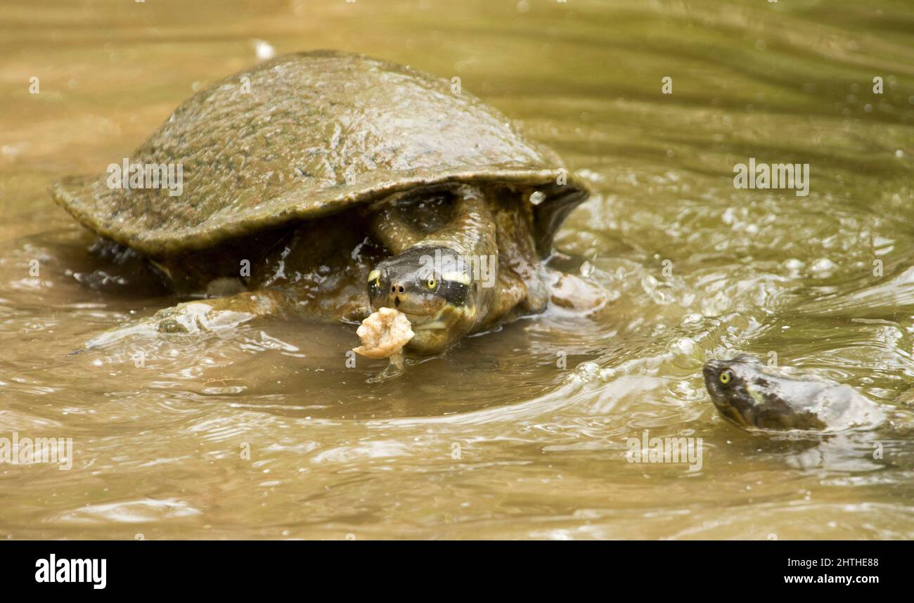 Kreffts Turtle, Emydura macquarii krefftii, una tartaruga d'acqua dolce in acqua di un lago che si nutrono di pane in un parco cittadino Queensland Australia Foto Stock