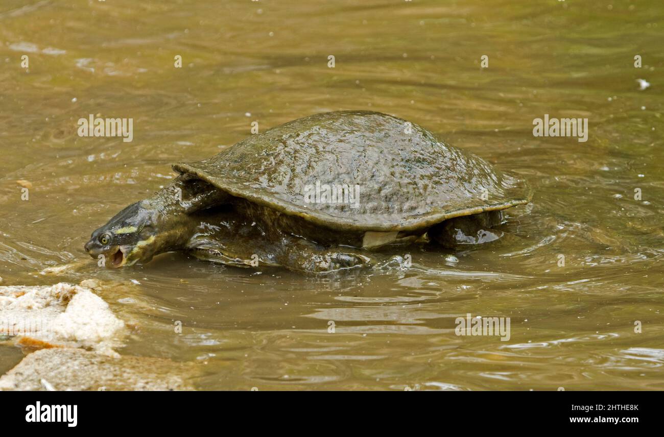 Kreffts Turtle, Emydura macquarii krefftii, una tartaruga d'acqua dolce in acqua di un lago che si nutrono di pane in un parco cittadino Queensland Australia Foto Stock