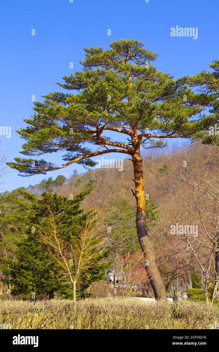 Pino vibrante tra le altre piantagioni intorno al Parco Nazionale di Seoraksan, Corea del Sud. Foto Stock