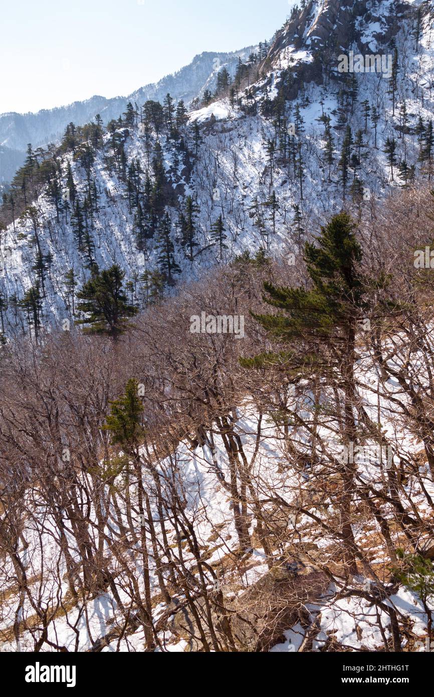 Pista di montagna innevata al Parco Nazionale di Seoraksan, Corea del Sud. Foto Stock