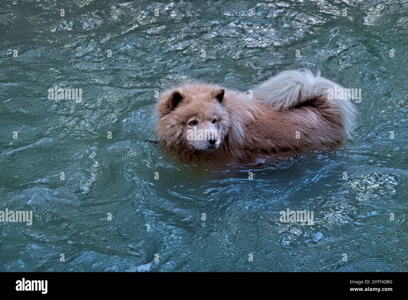 Cane in mezzo al fiume, Copan Ruinas, Honduras Foto Stock