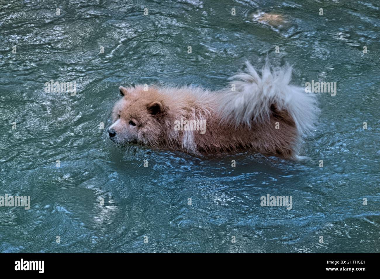 Cane in mezzo al fiume, Copan Ruinas, Honduras Foto Stock