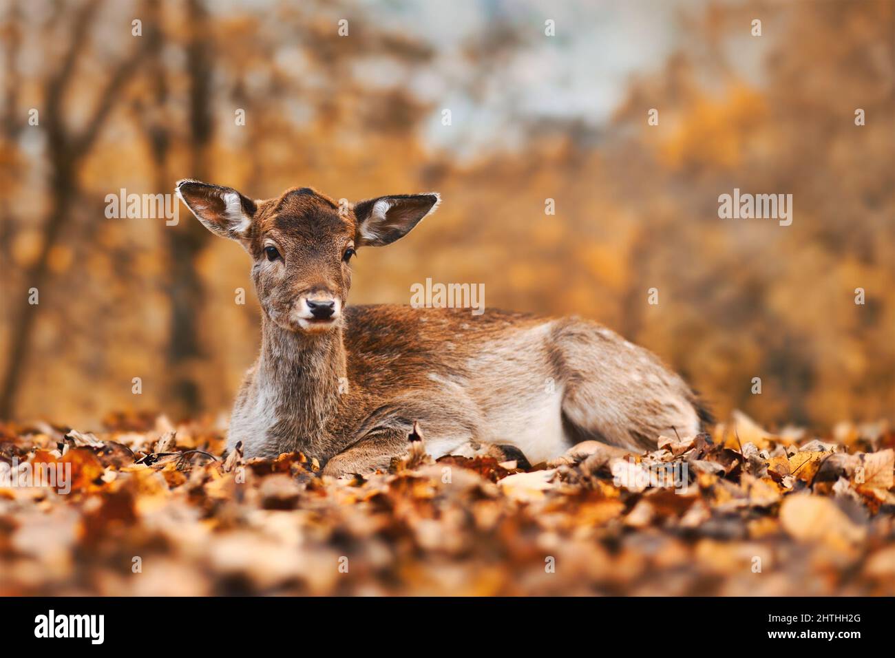 Fawn colorato giovane cervo europeo di fava sdraiato in autunno foresta Foto Stock