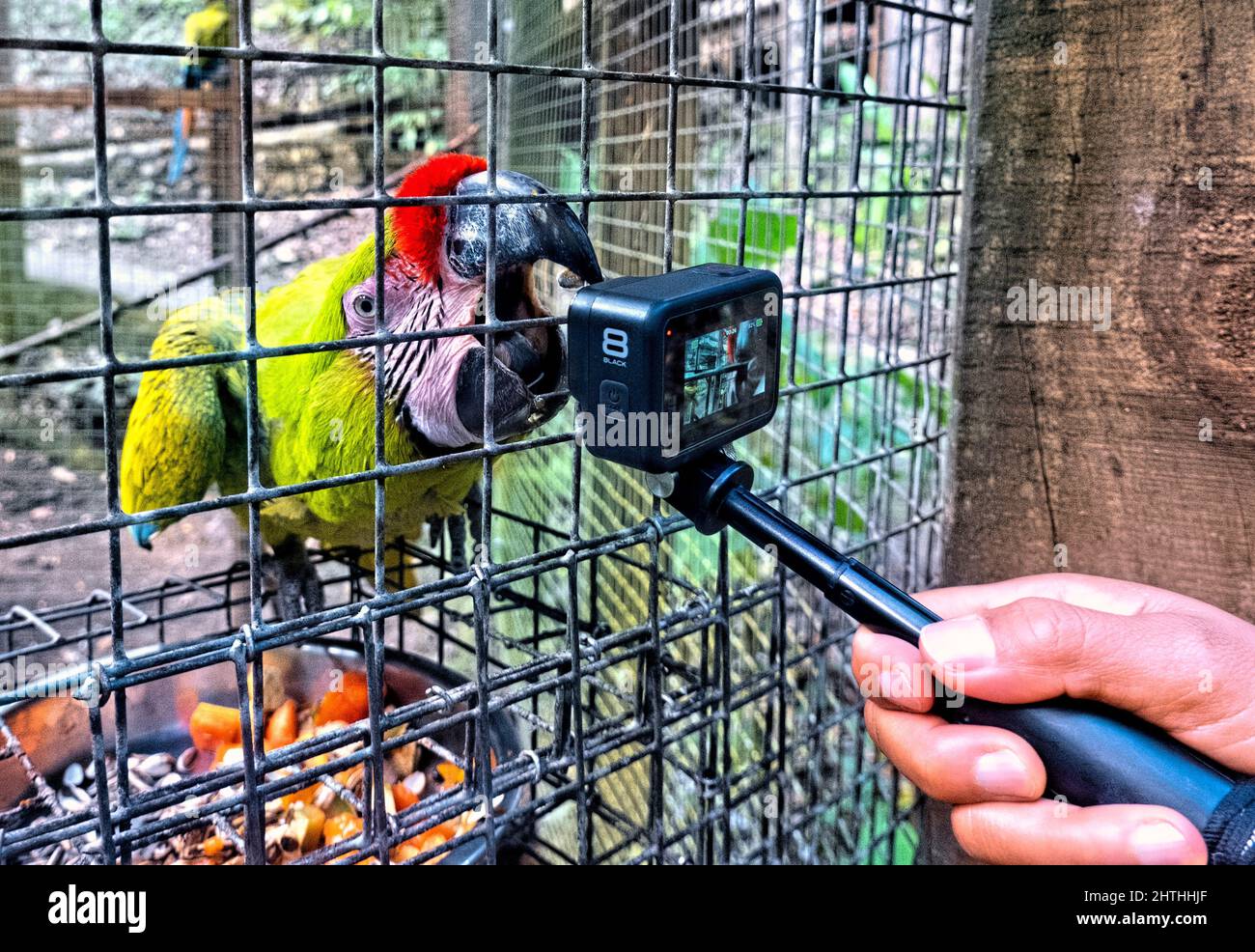 Grande macaw verde e una GoPro, Copan, Honduras Foto Stock