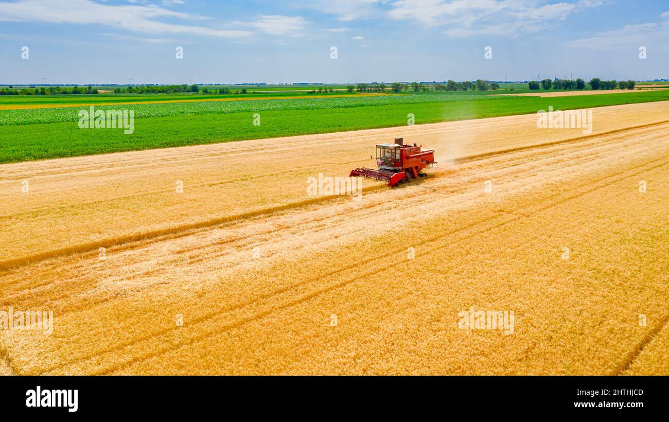 Vista aerea della vecchia mietitrebbia rossa agricola come taglio, raccolta di grano maturo sui campi agricoli. Foto Stock