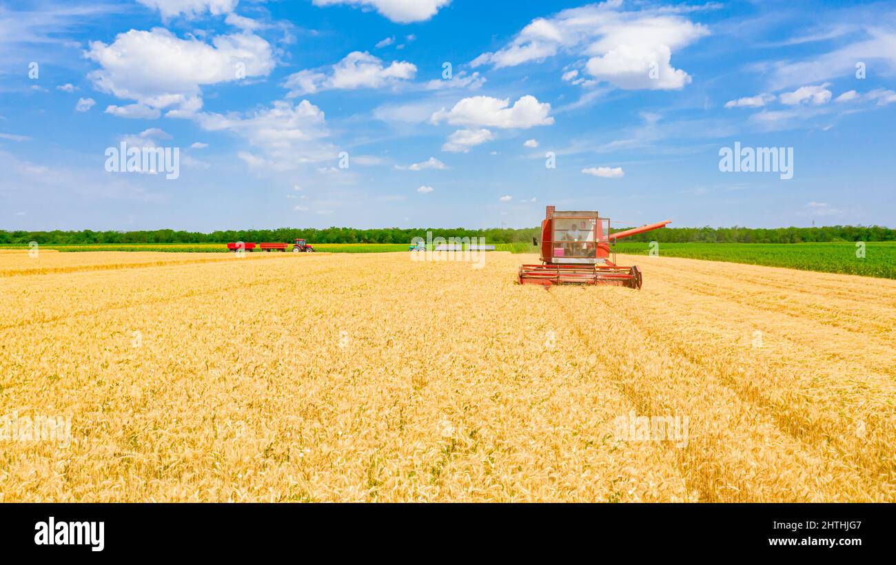 Vista aerea della trebbiatrice agricola, mietitrebbia come taglio, raccolta di grano maturo su campi agricoli. Trattore con due rimorchi in attesa di trasporto. Foto Stock