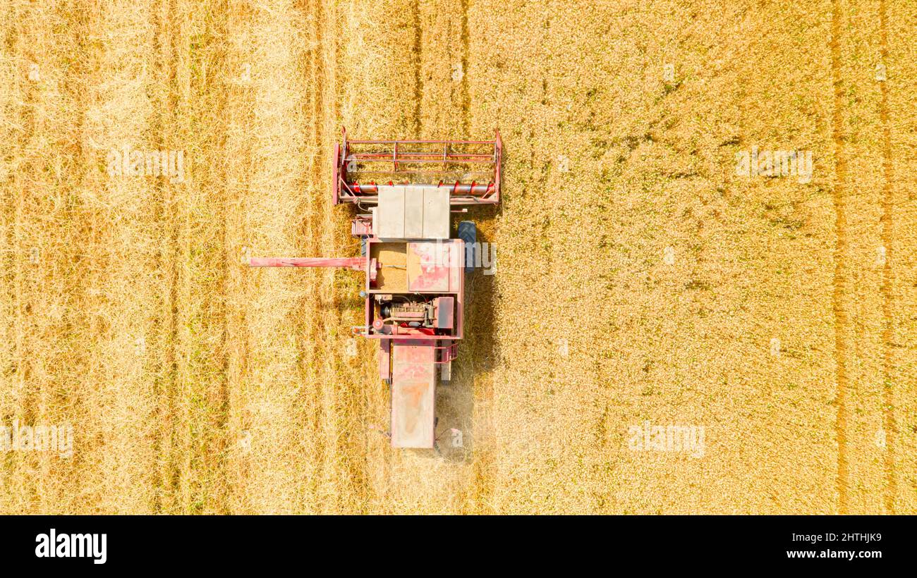 Vista dall'alto aerea della trebbiatrice agricola, mietitrebbia per il taglio e la raccolta di grano maturo sui campi agricoli. Foto Stock