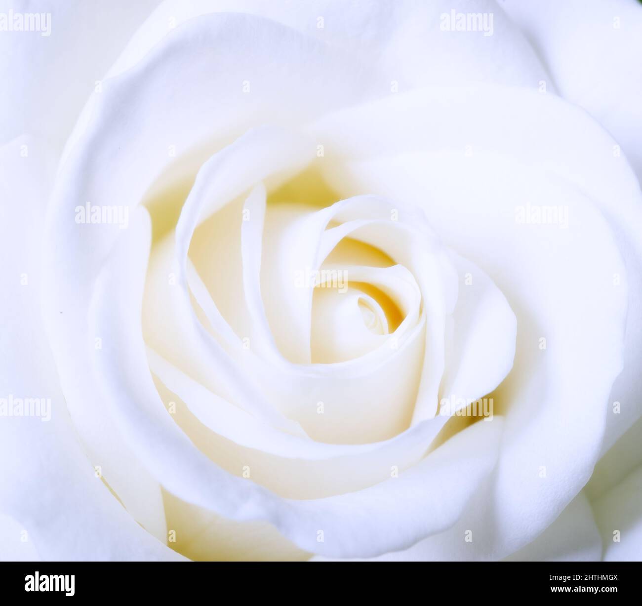 Pura come una rosa. Uno scatto bello e naturale di un ambiente all'aperto. Foto Stock