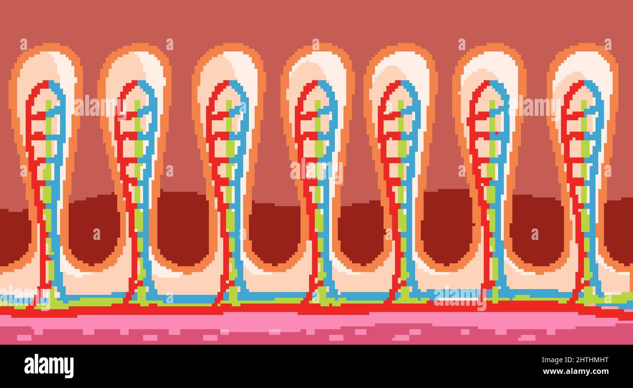 Diagramma che mostra l'illustrazione della struttura della parete intestinale Illustrazione Vettoriale