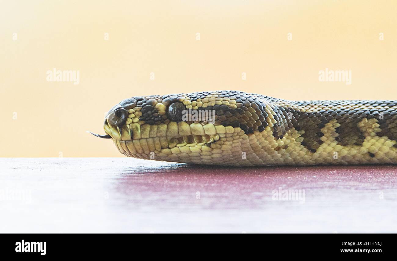 Primo piano di un Pitone di carpet sud-occidentale (Morelia spilota imbricata) con lingua flyking forked, una specie quasi minacciata di serpente australiano, Manypeak Foto Stock