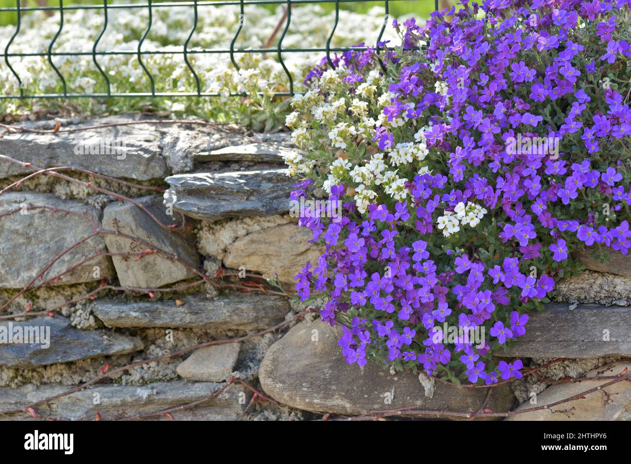 closeup su bel cespuglio di fiori di campana viola che fioriscono sopra una parete rocciosa ha chiuso un giardino Foto Stock