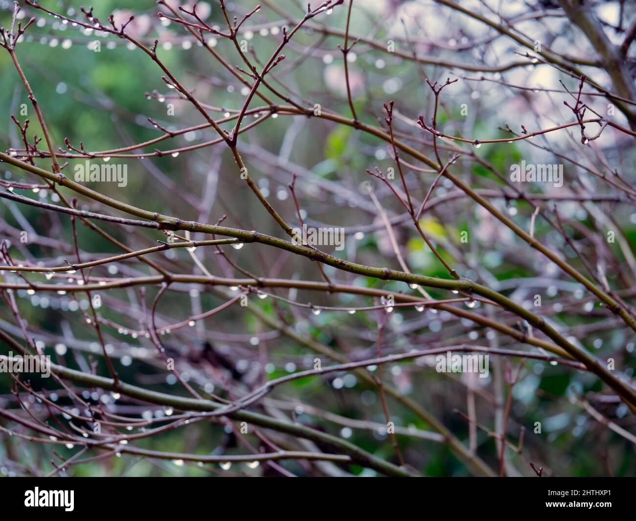 Gocce d'acqua su un arbusto nel nostro giardino dopo ferrovia pesante, v2 Foto Stock