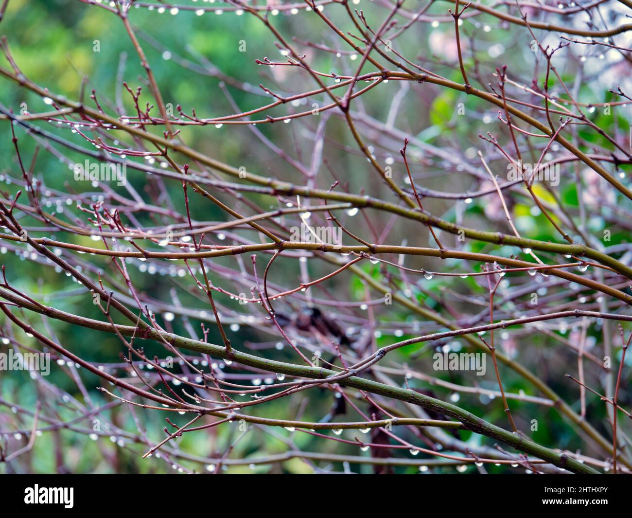 Gocce d'acqua su un arbusto nel nostro giardino dopo ferrovia pesante, v1 Foto Stock